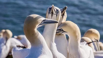 荣誉点数获取率提升至150%